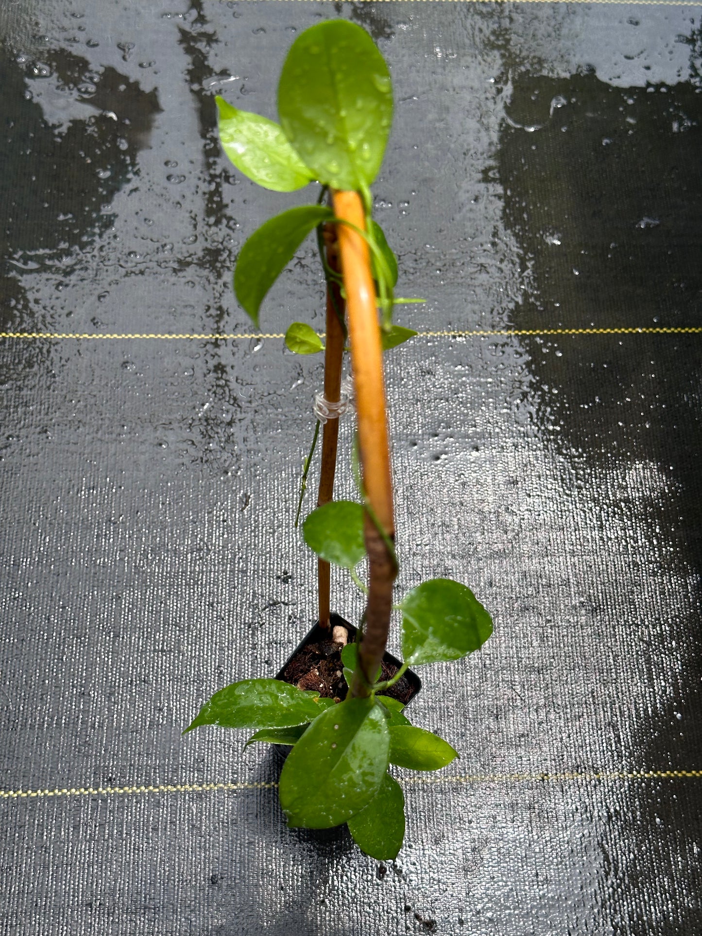 Hoya sp. Ovalau Island - Trellised
