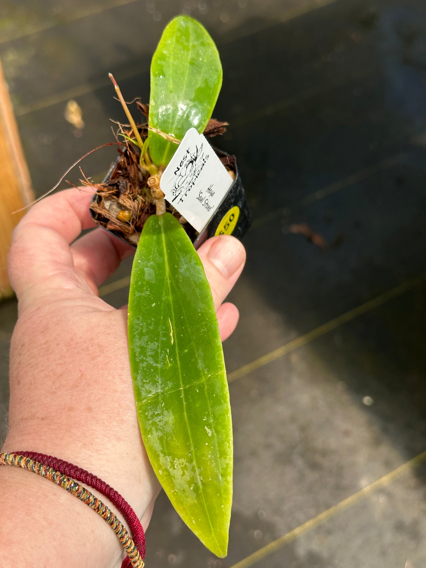 Hoya ‘Soul Stone’