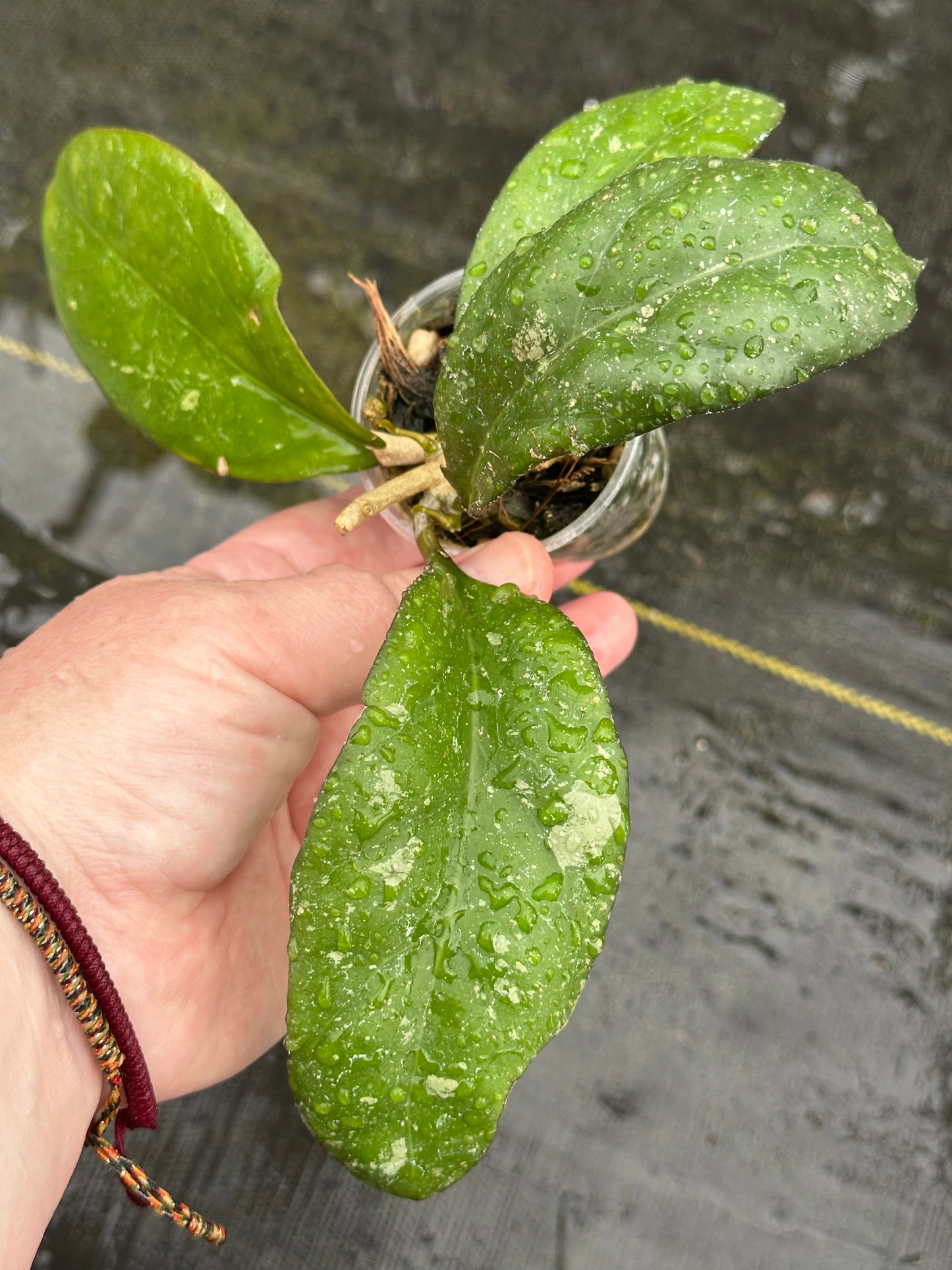 Hoya NAP 07 sp. Indonesia