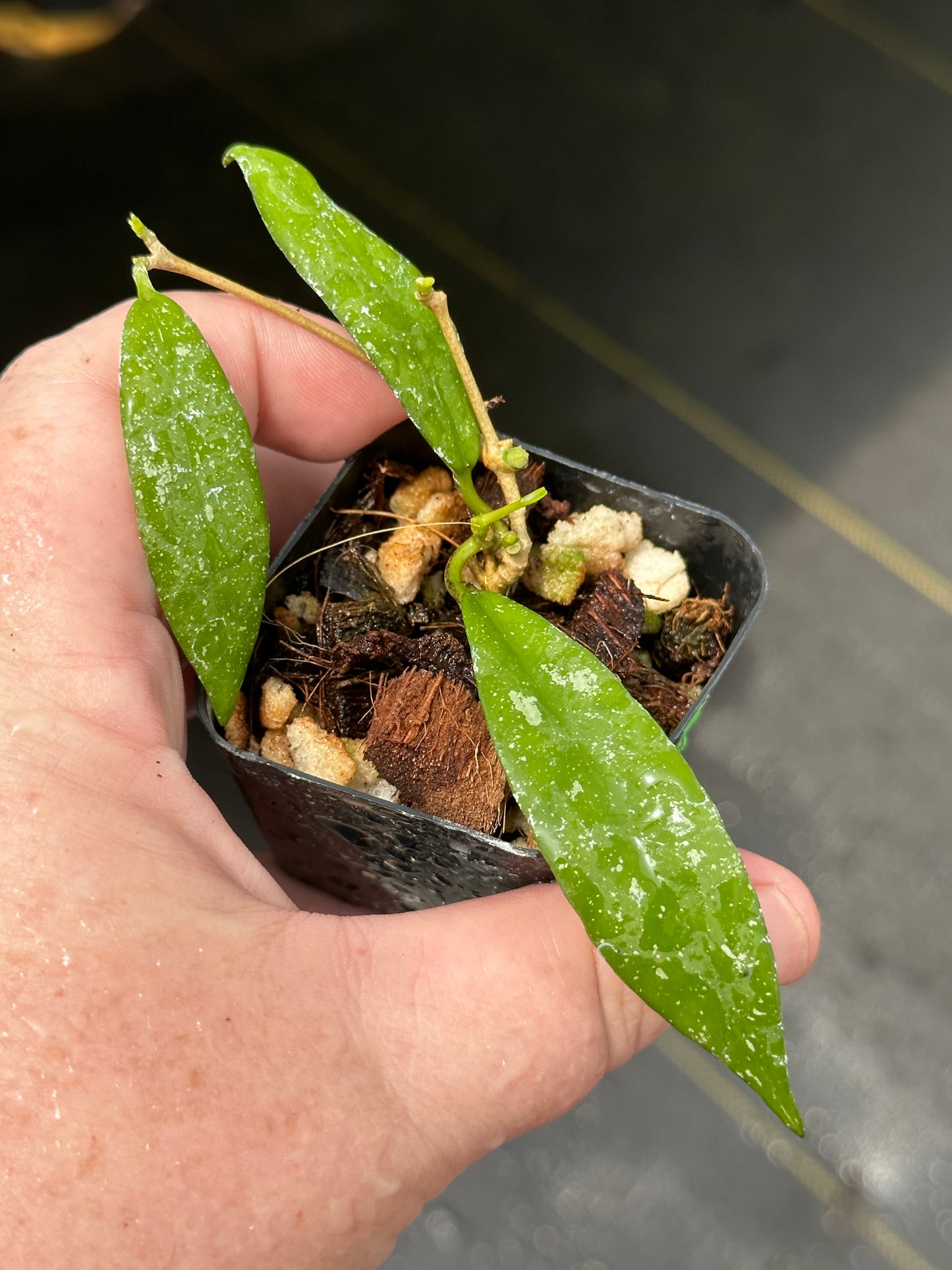 Hoya scortechinii