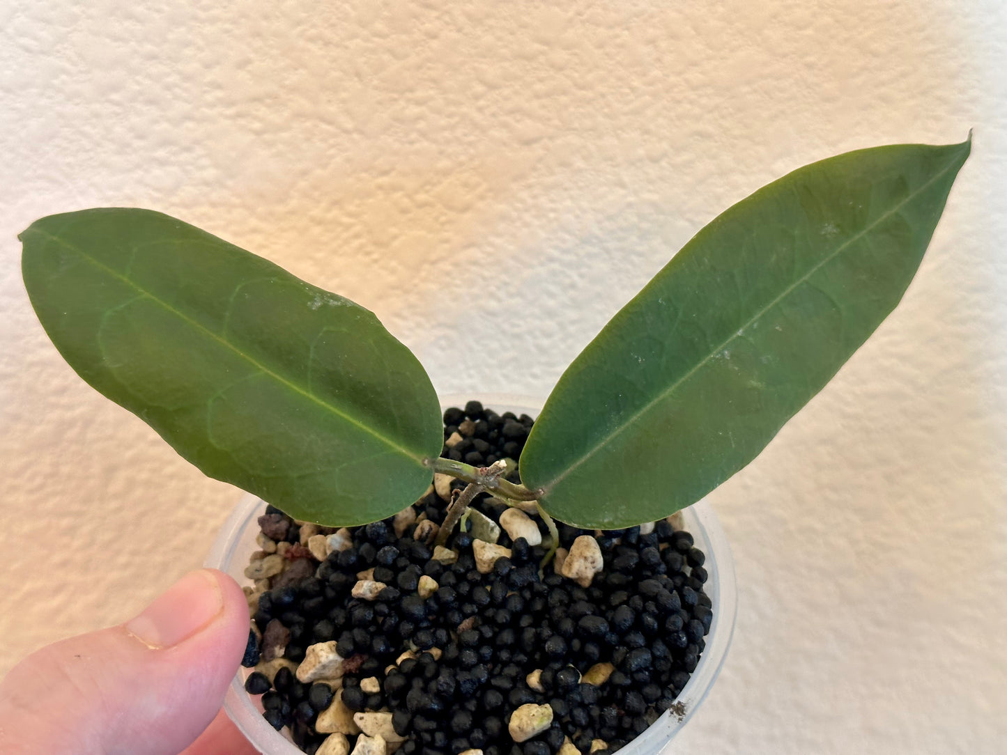 Hoya oreostemma NS 12-318 (pink-white)