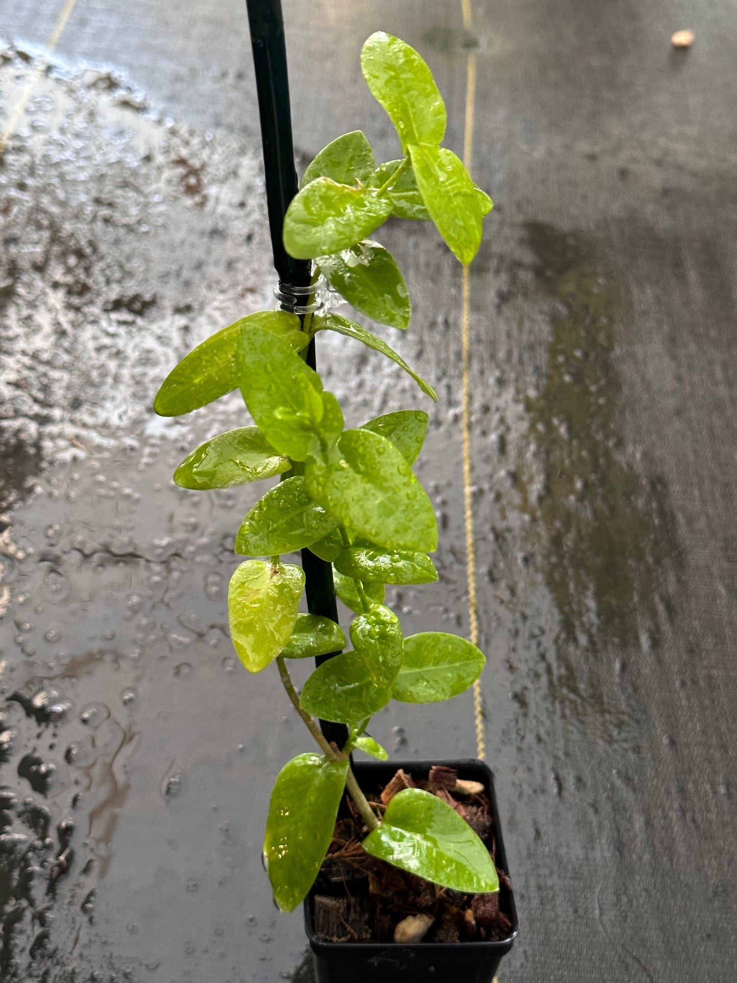 Hoya densifolia (yellow)