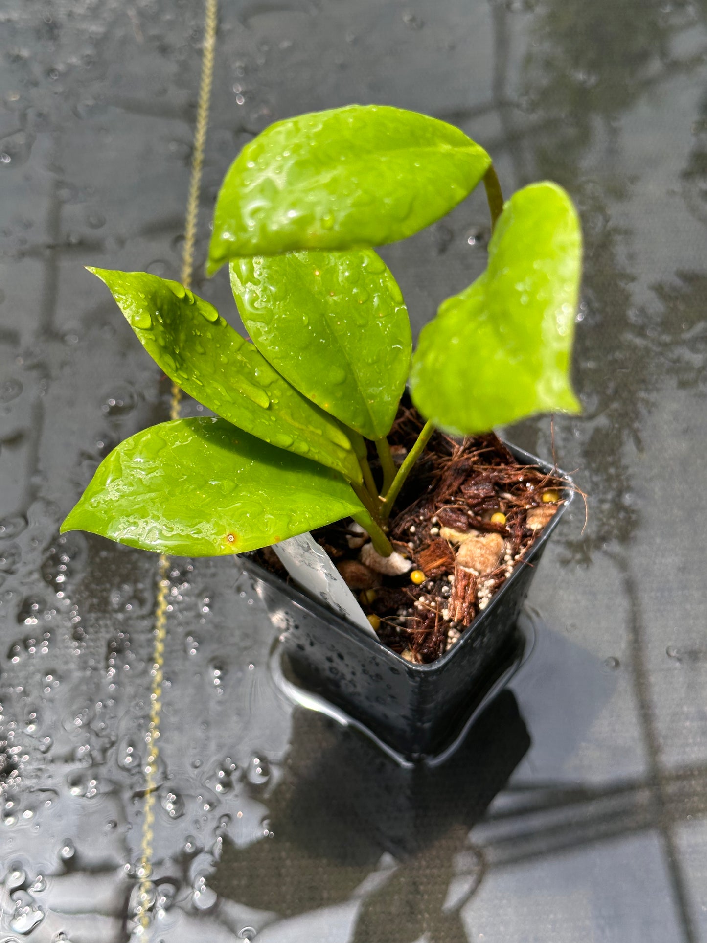Hoya ‘Vorapol’