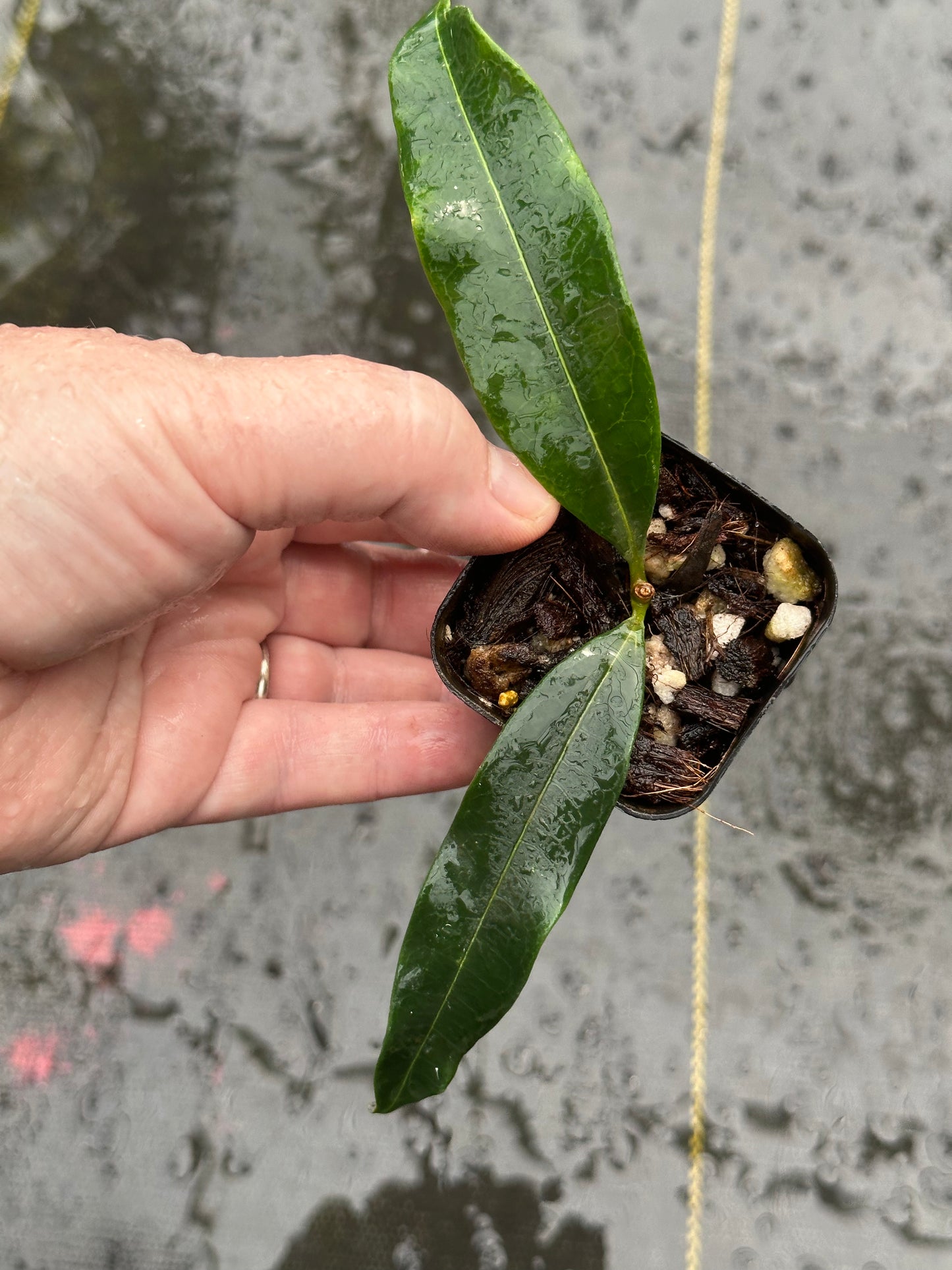 Hoya irisiae