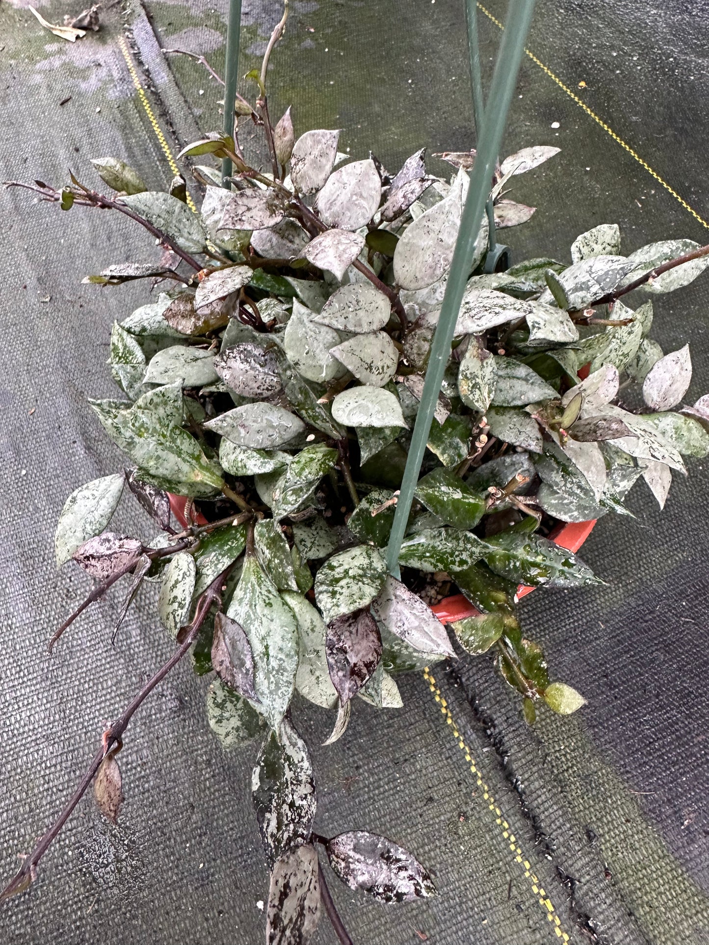 Hoya krohniana (Super Silver Black)