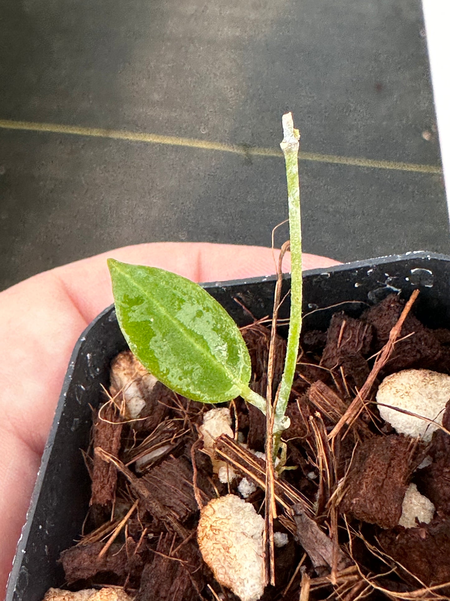 Dischidia lancifolia