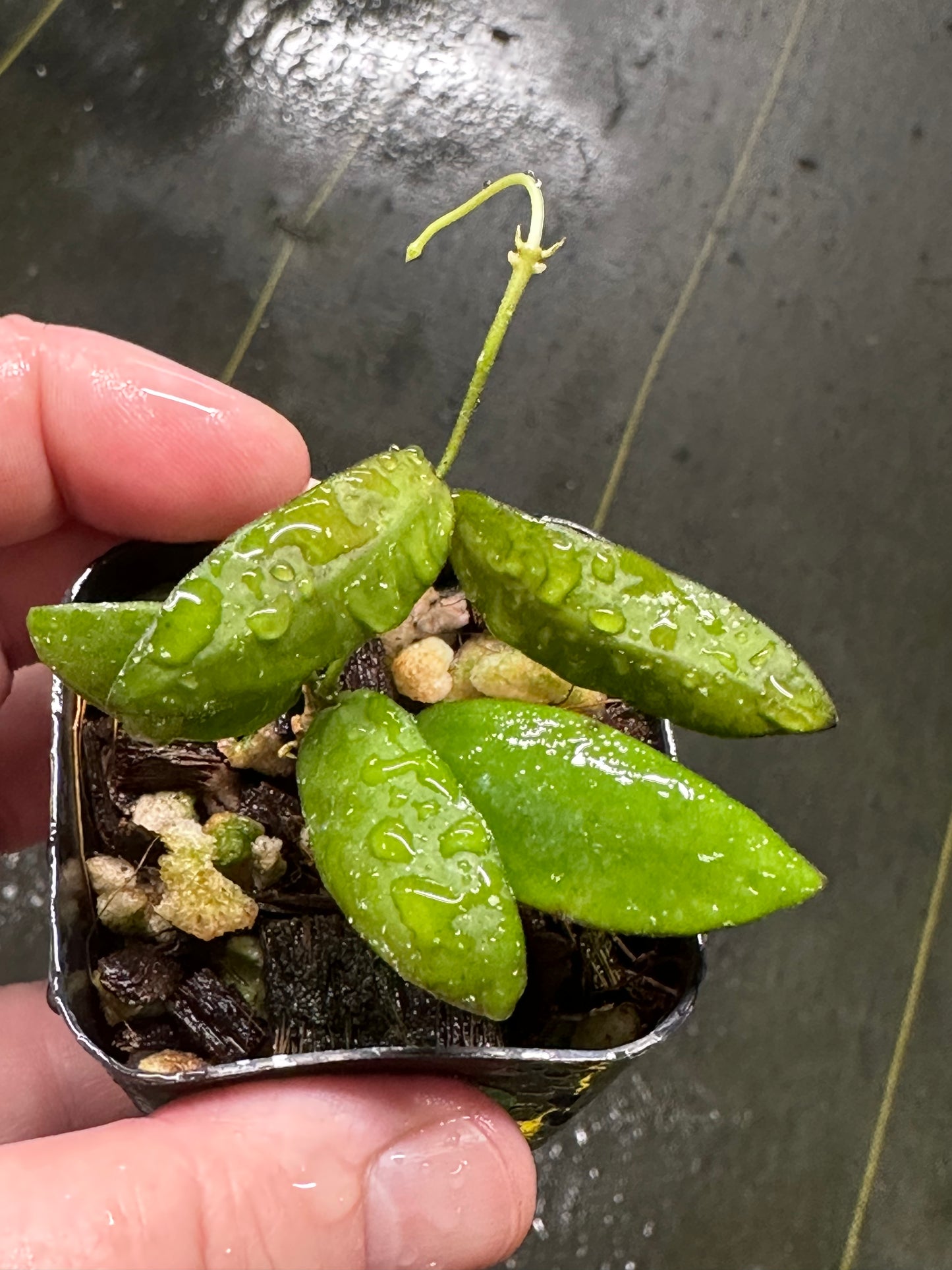 Hoya sigillatis Aceh