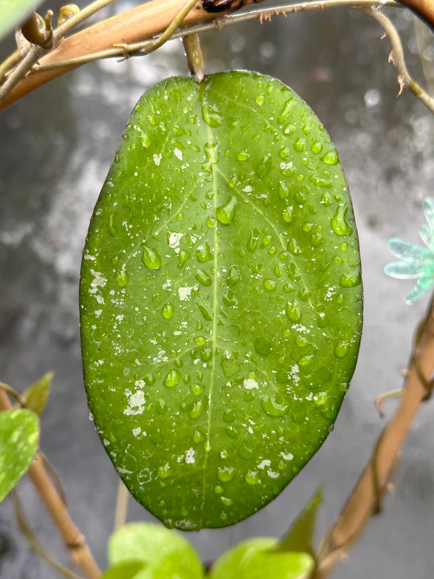 Hoya verticillata (dark margin) - Trellised