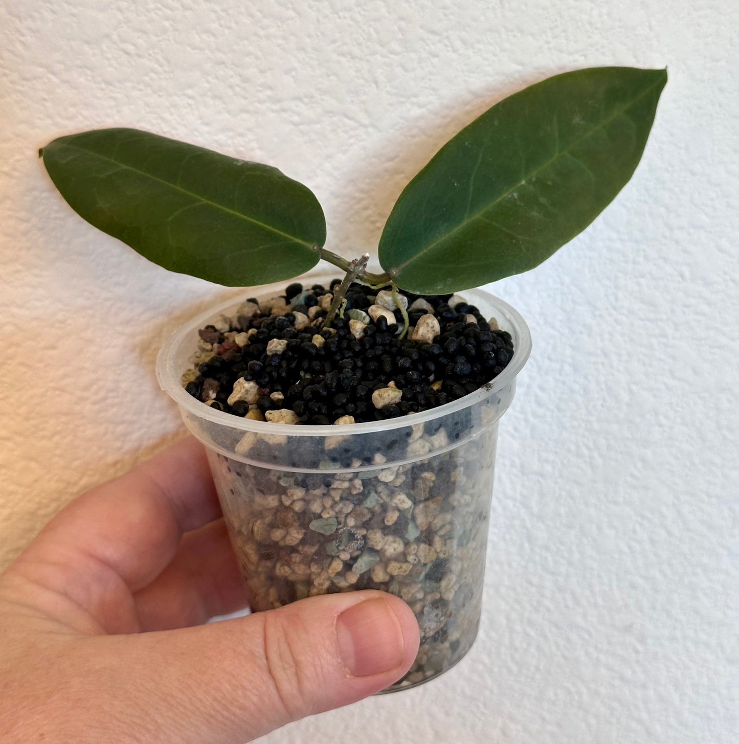 Hoya oreostemma NS 12-318 (pink-white)