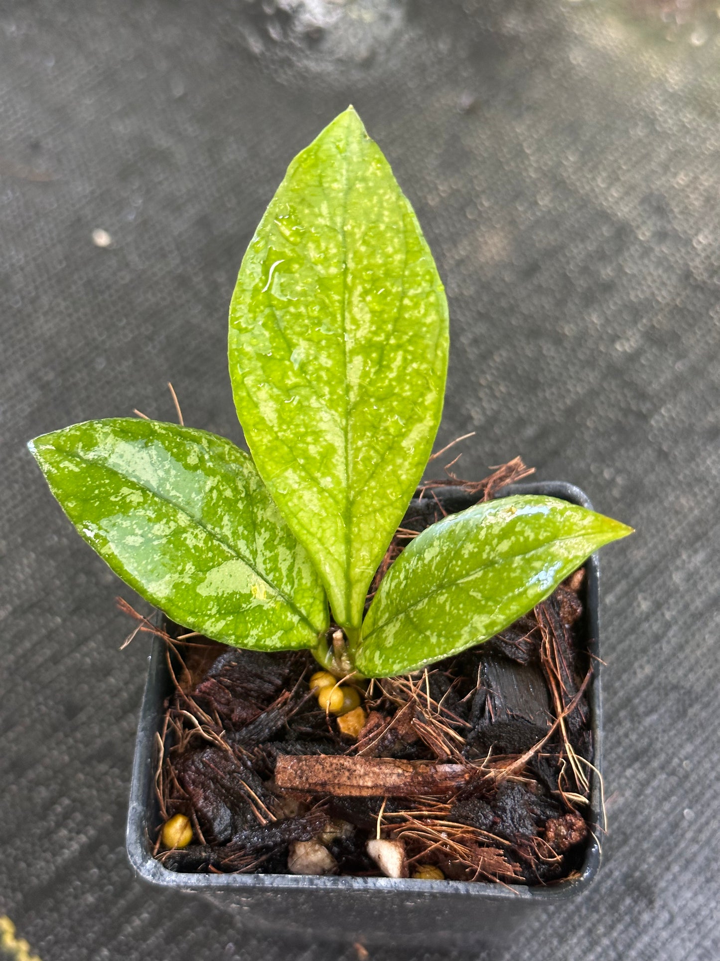 Hoya crassipetiolata (splash)