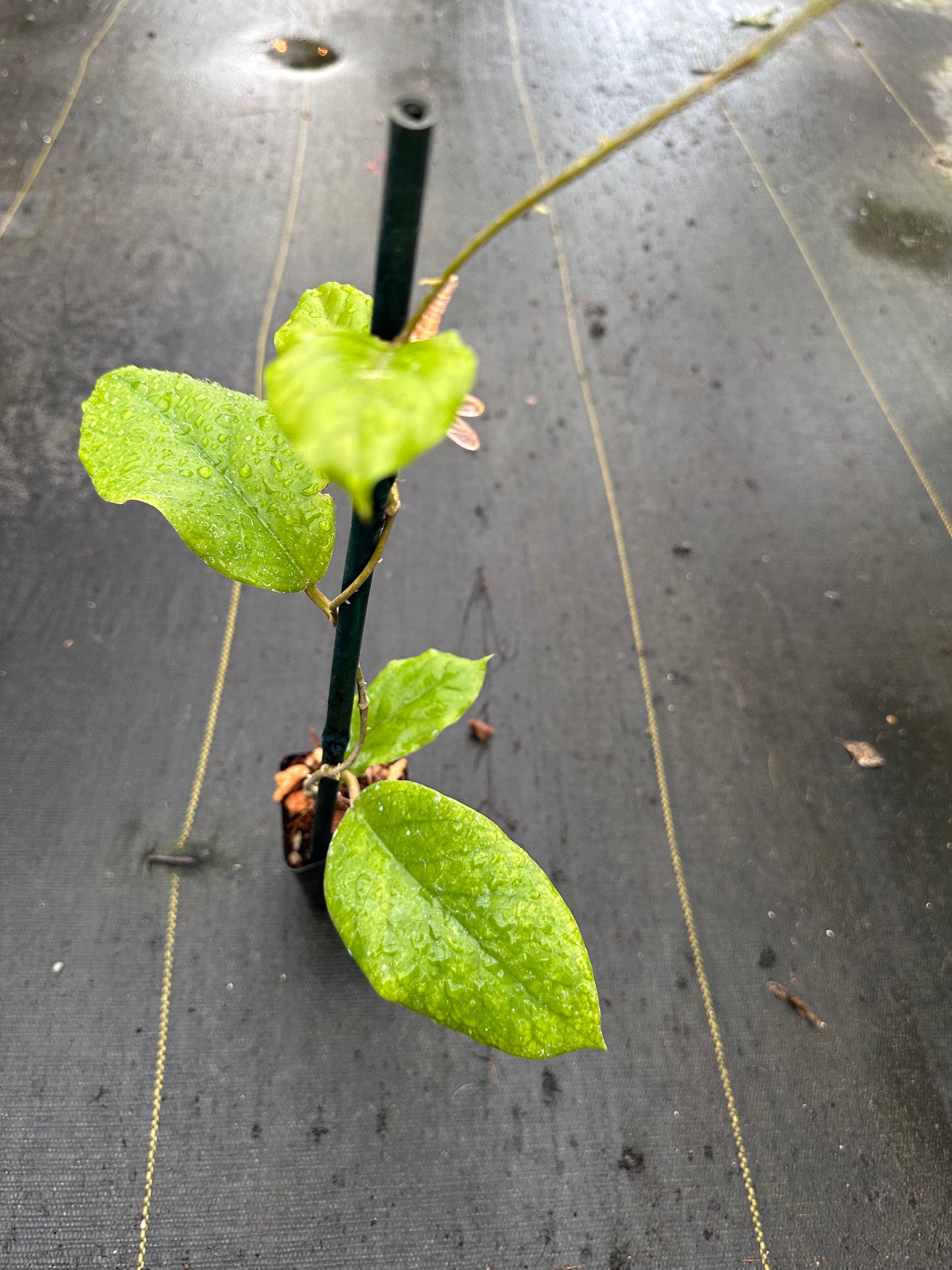 Hoya ‘Patcharawalai 029’