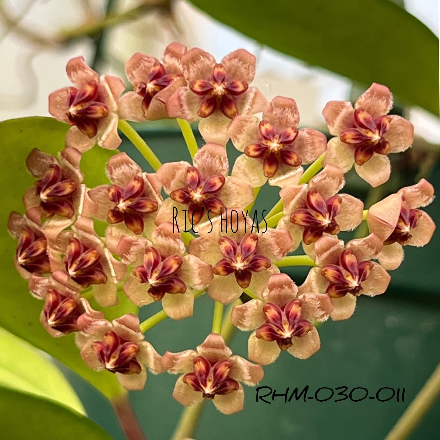 Hoya 'Pixie Puff' RHM 030-11