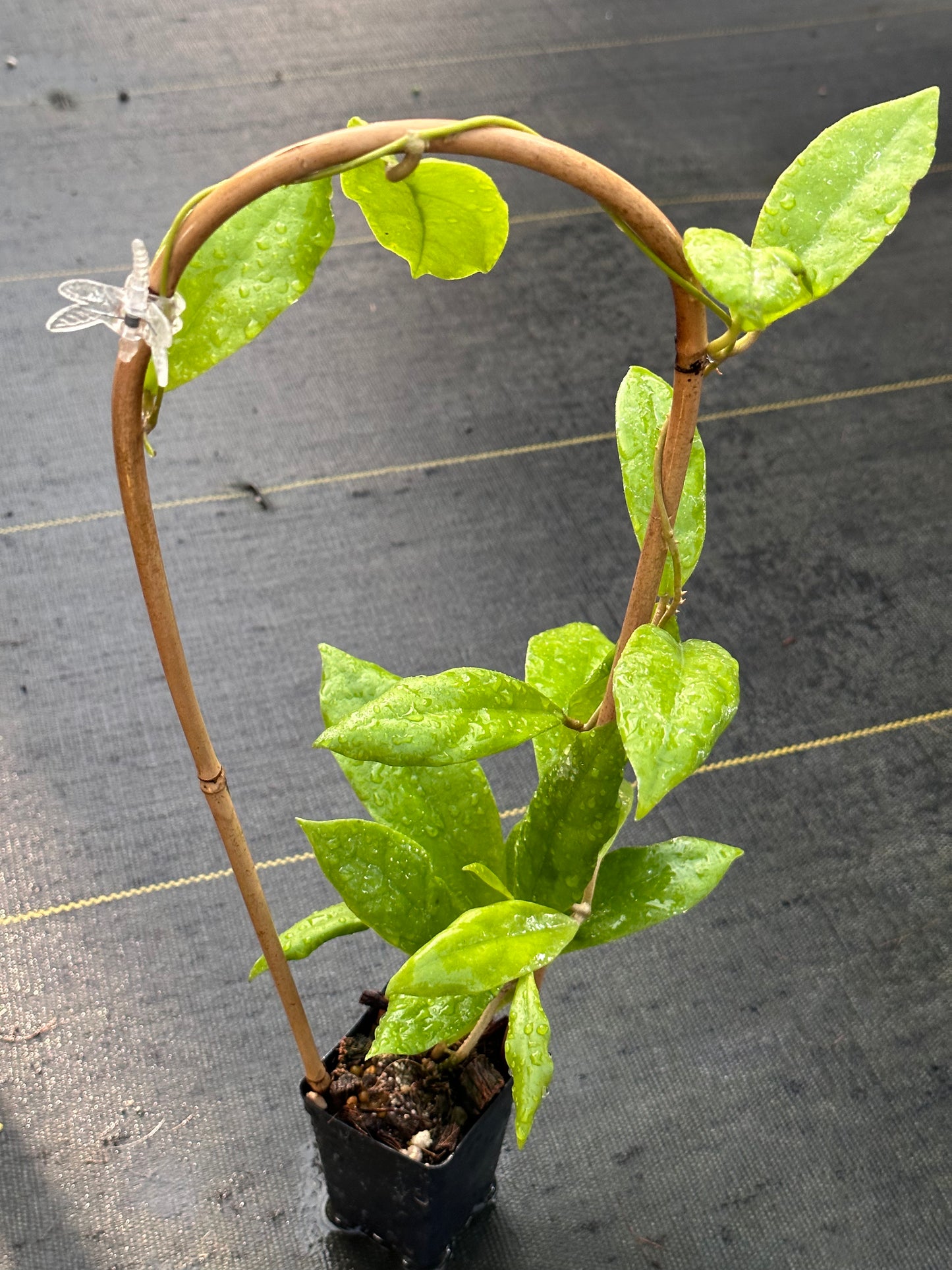 Hoya finlaysonii ‘Lalia’- Trellised