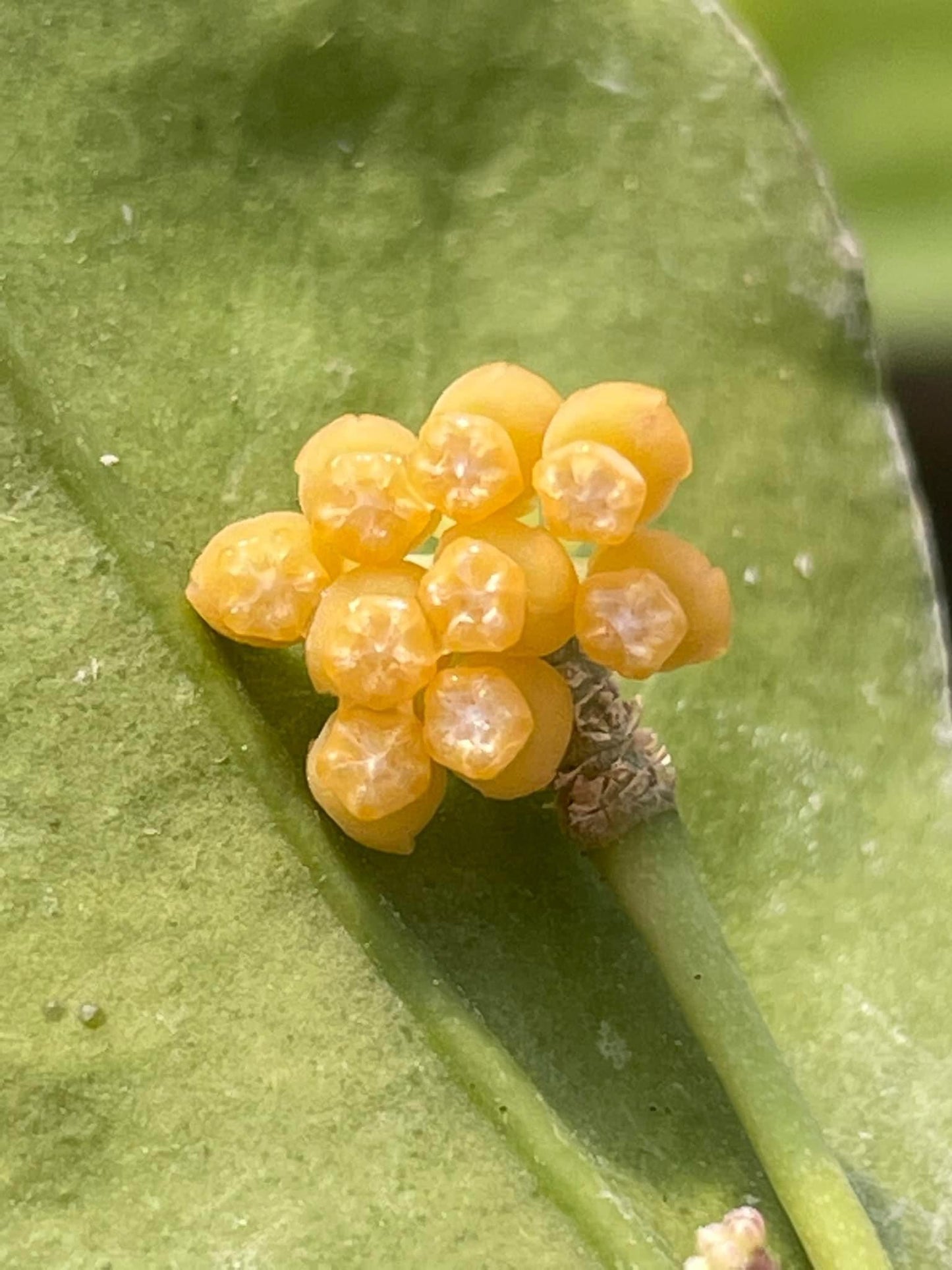 Hoya ignorata