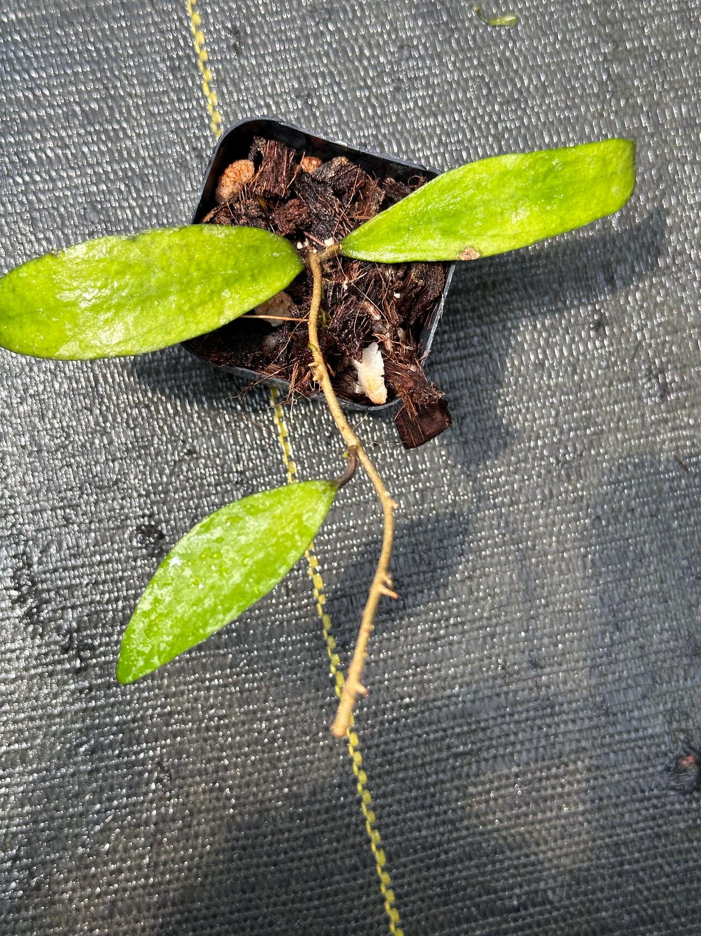 Hoya flagellata (gold)
