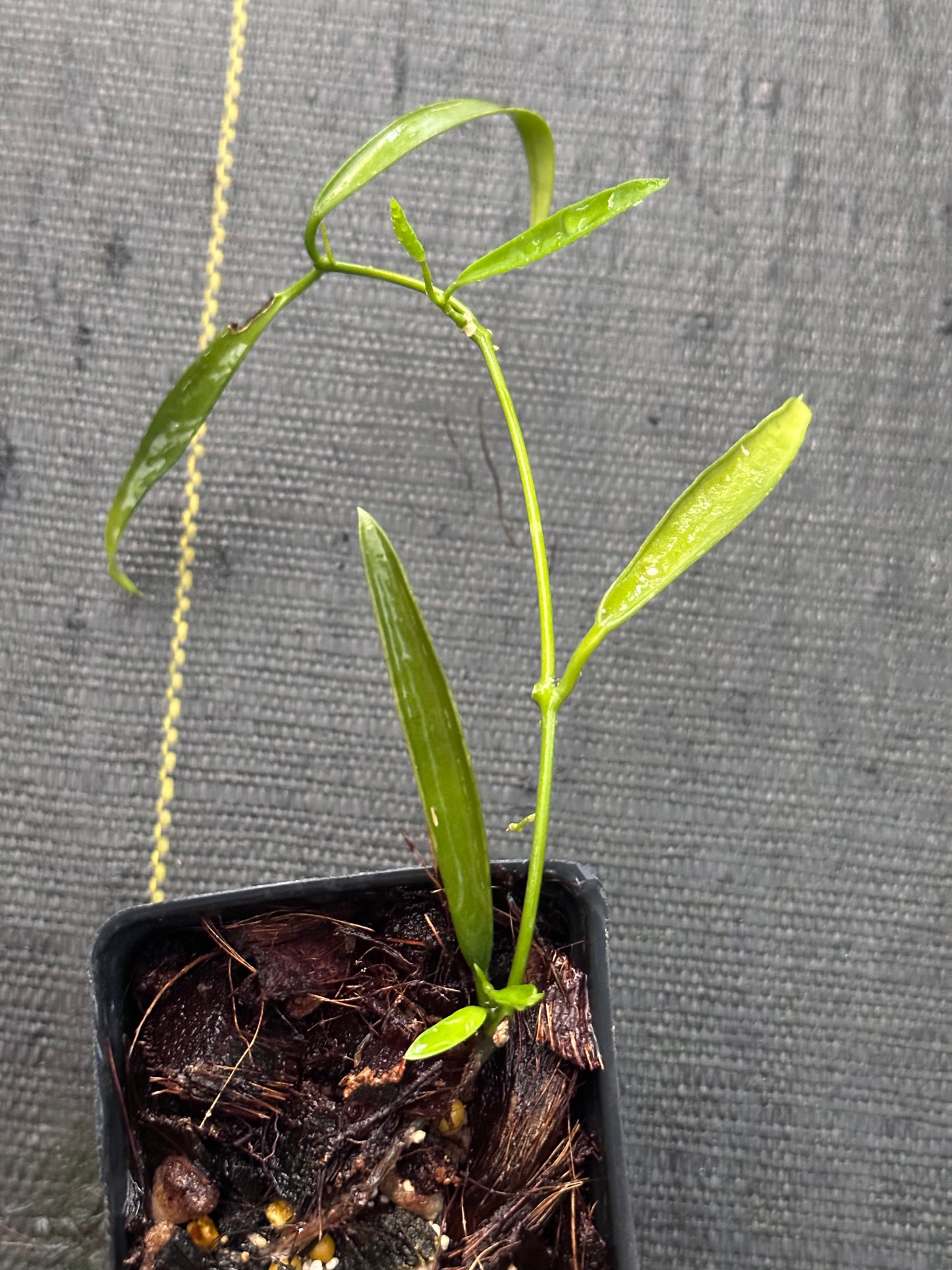 Dischidia sp. Philippines