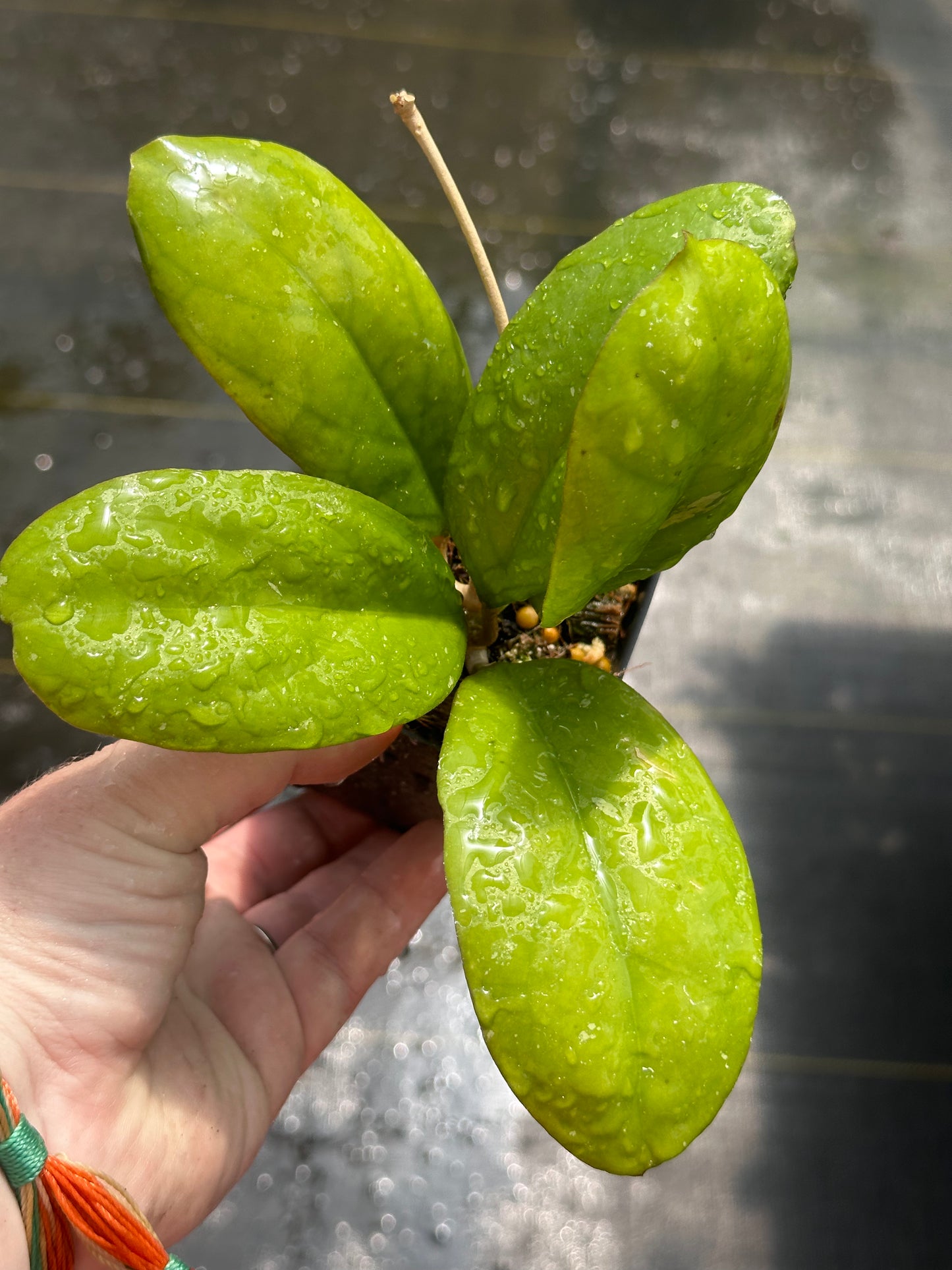 Hoya ‘Cicelia’