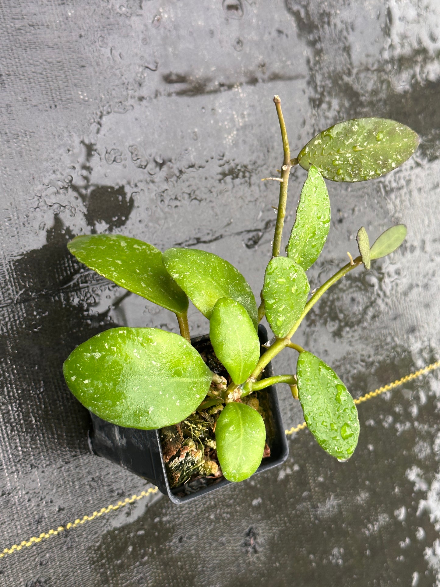 Hoya waymaniae (light splash)