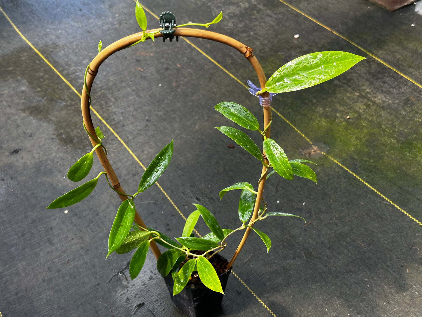 Hoya blashernaezii - Trellised