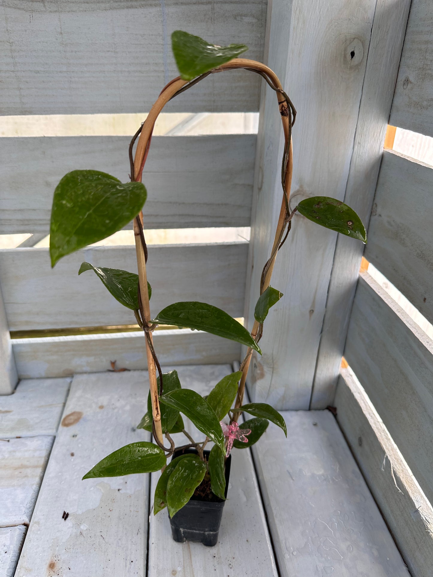 Hoya sp. 22 Khao Yai - Trellised