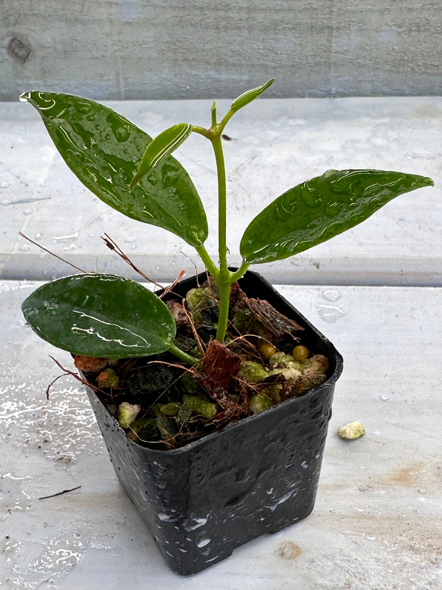 Hoya macgillivrayi Taiwan