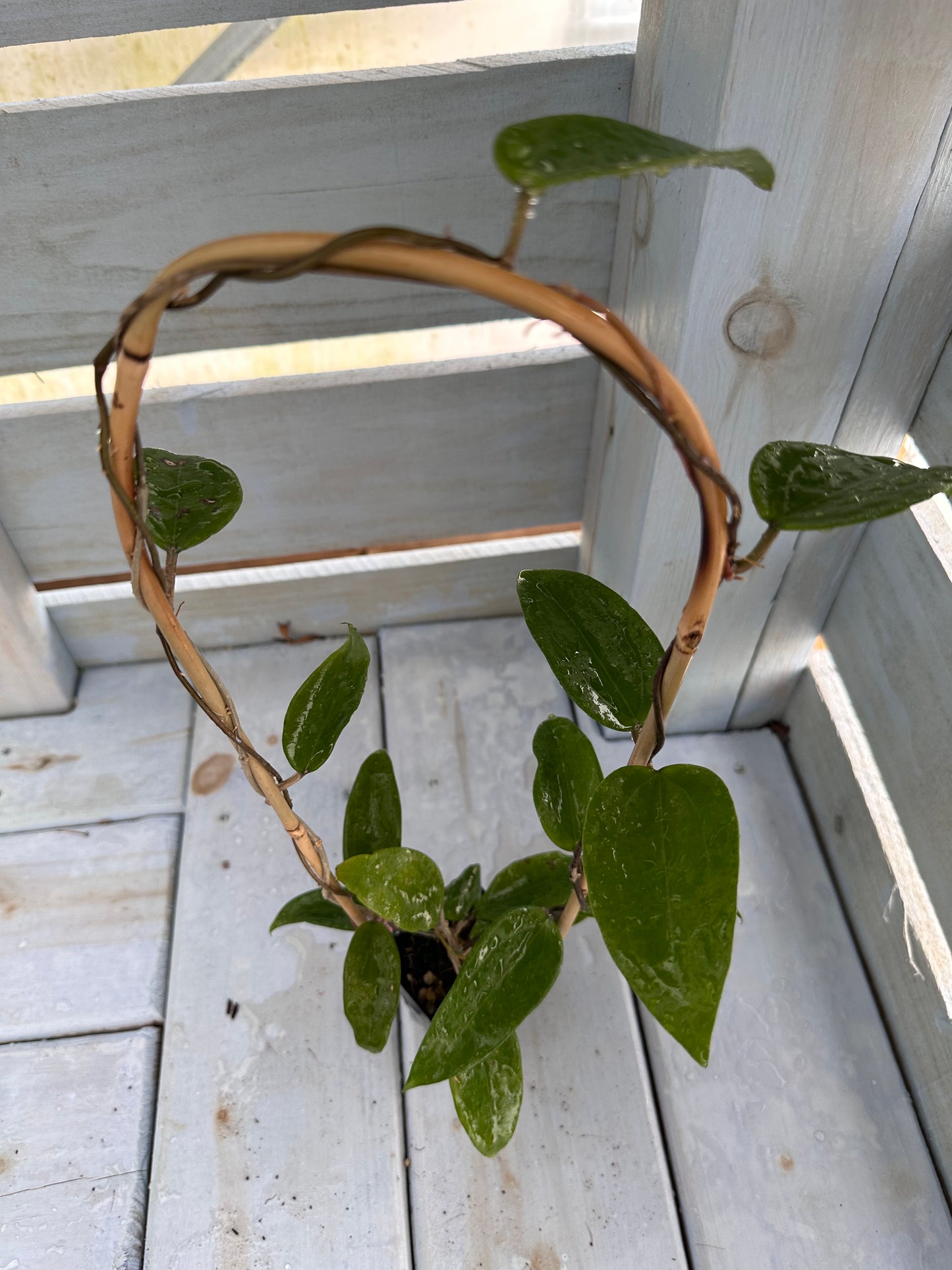 Hoya sp. 22 Khao Yai - Trellised