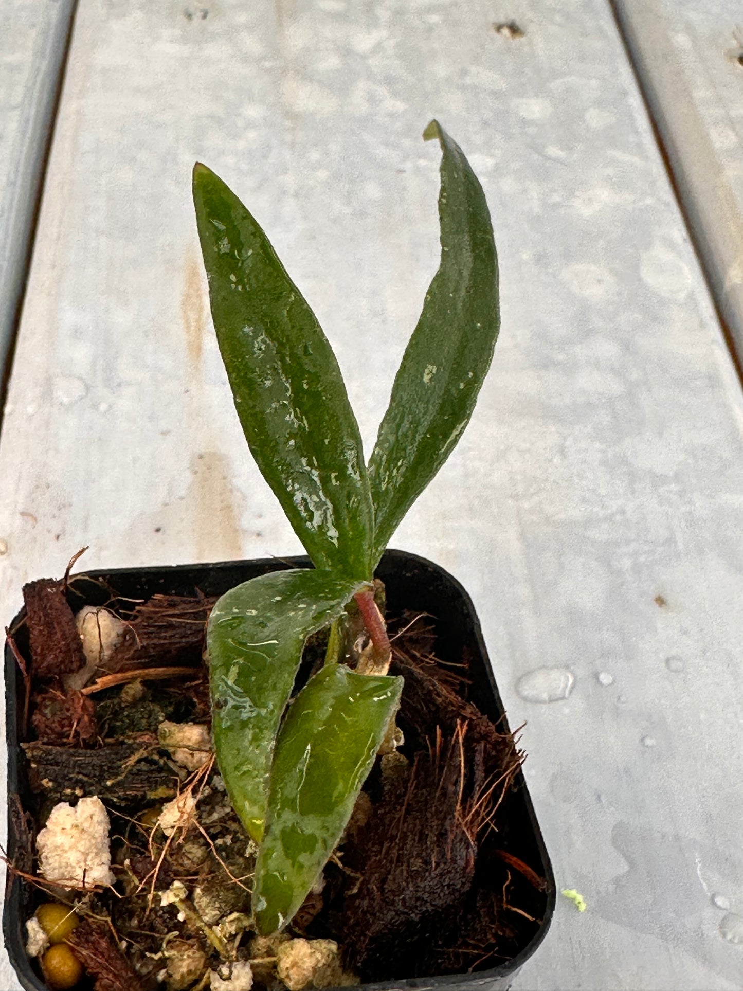 Hoya mirabilis (long leaves)