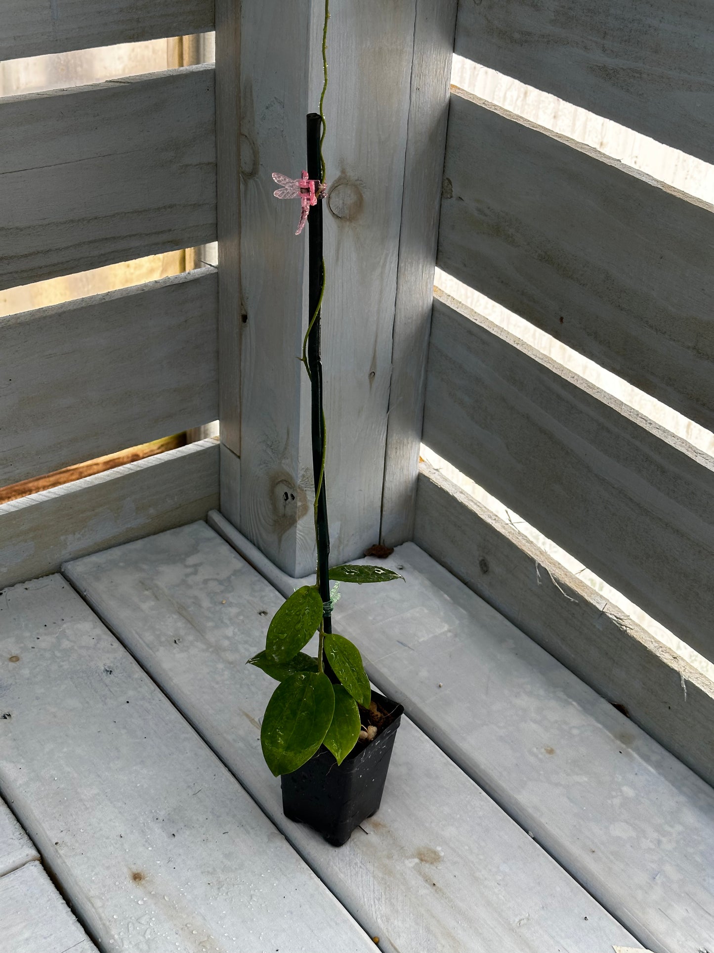 Hoya aldrichii IML 1418 Christmas Island