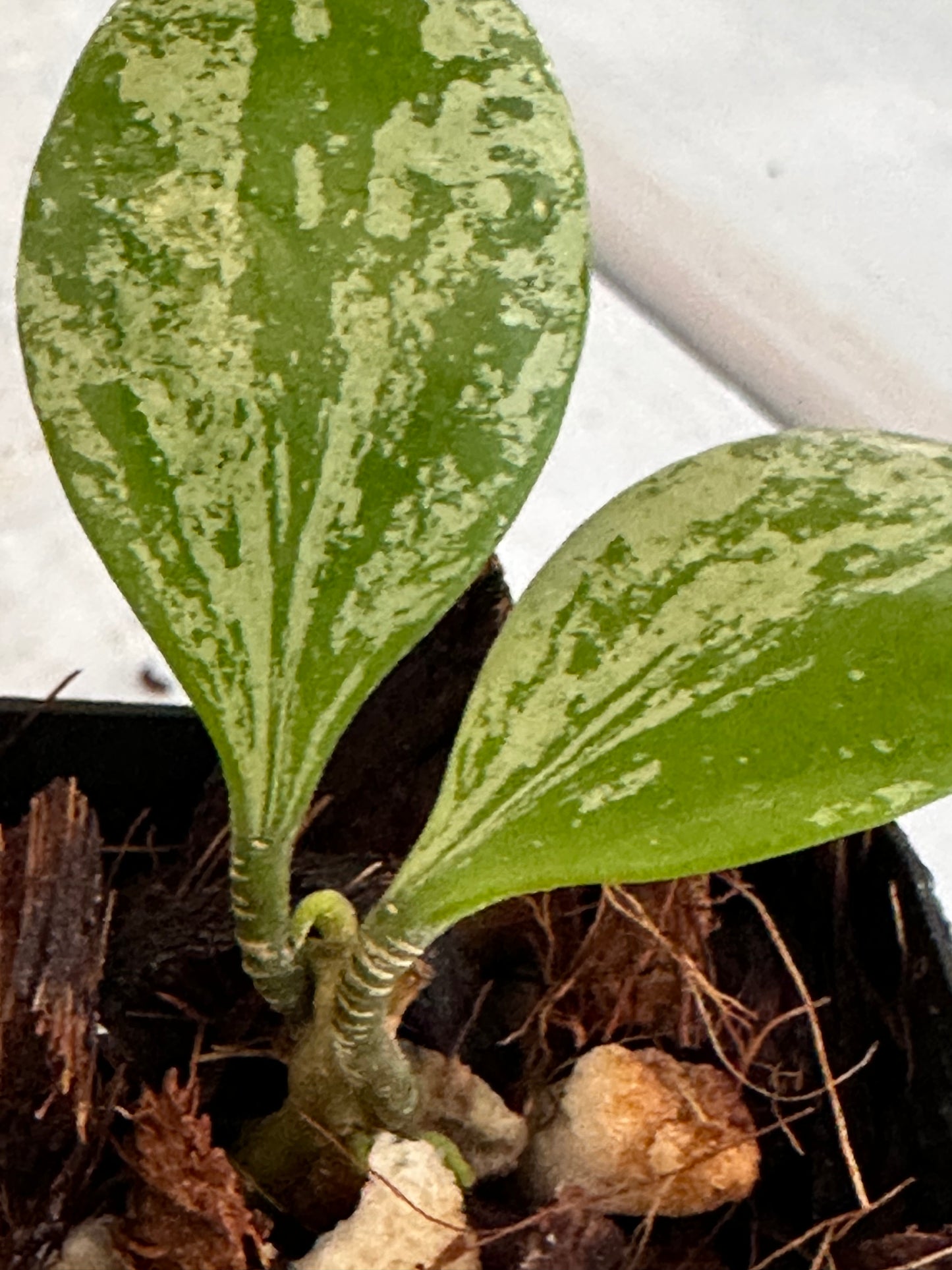 Hoya brevialata (splash)