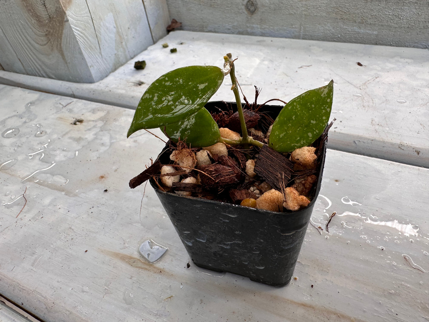 Hoya ‘Rebecca’ (splash)