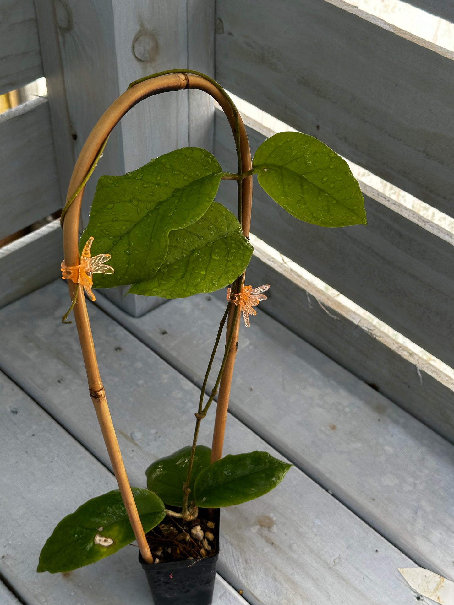 Hoya AH 032 - Trellised