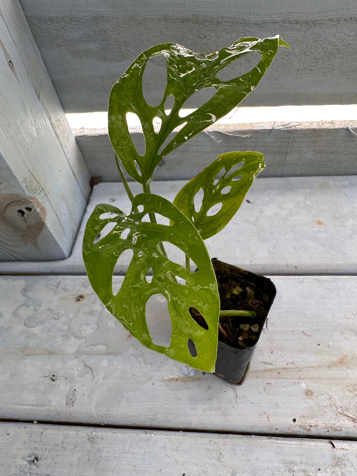 Monstera adansonii ssp. laniata ‘Double Windows’