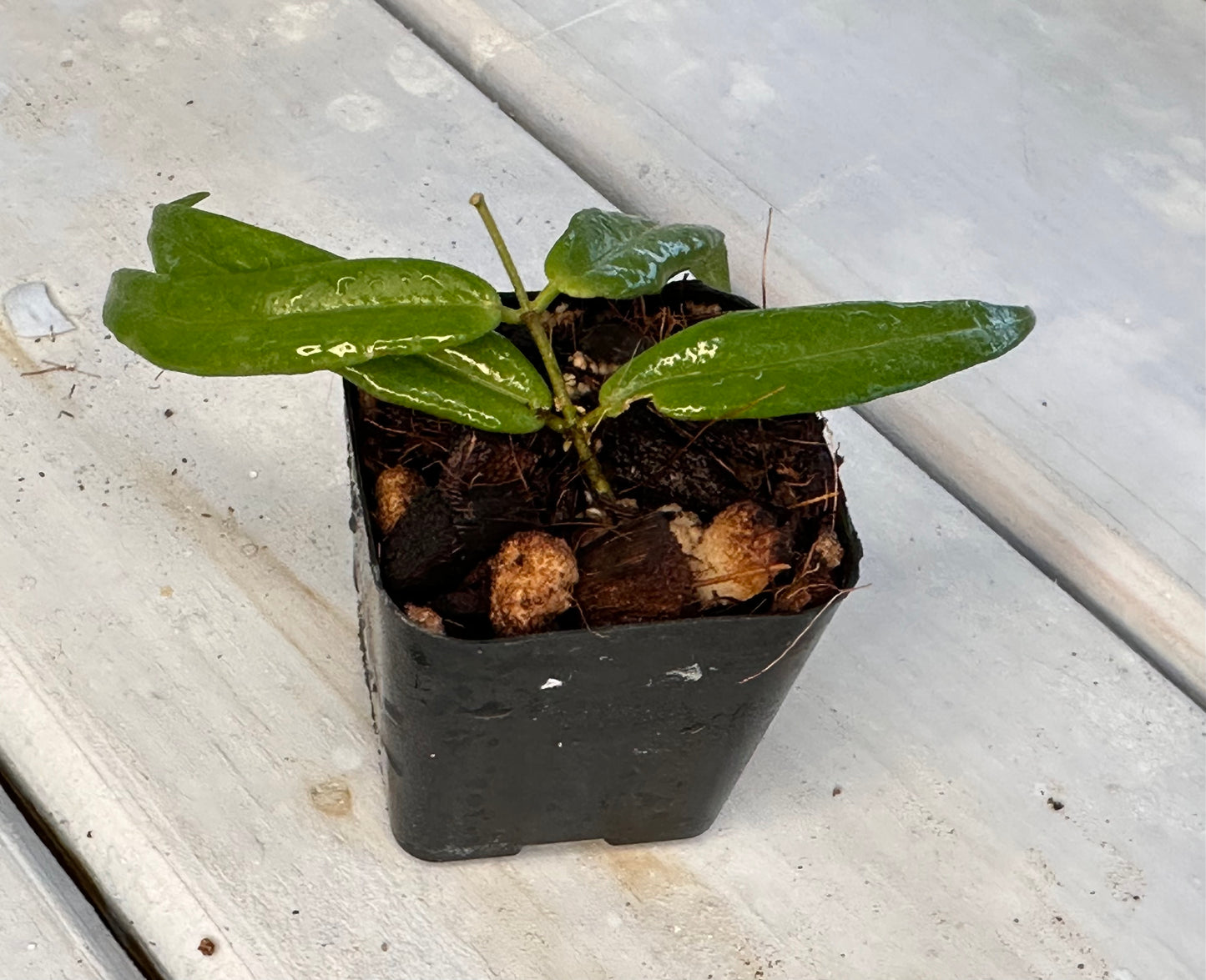 Hoya paradisea IM 04