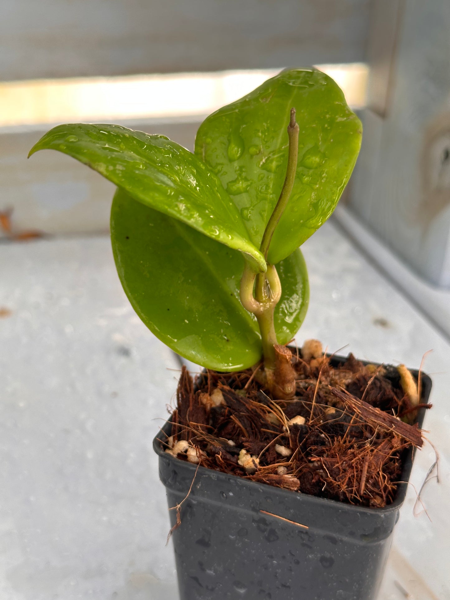 Hoya NAP 017 sp. Indonesia