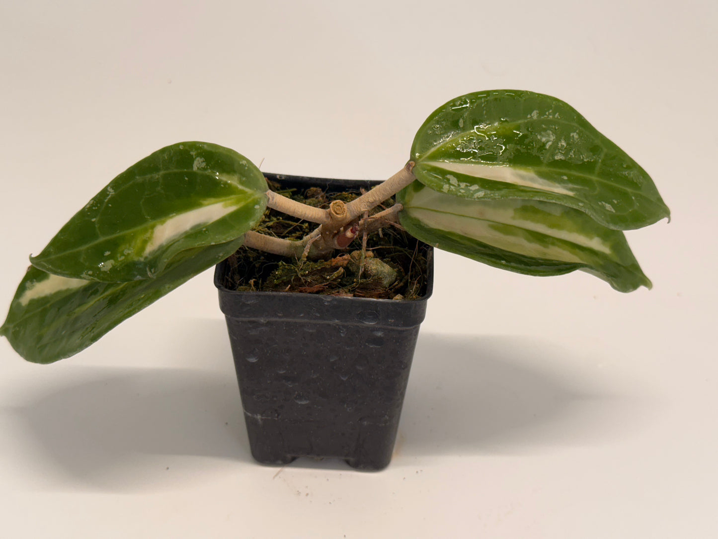 Hoya latifolia Java (inner variegated) – Nest Tropicals