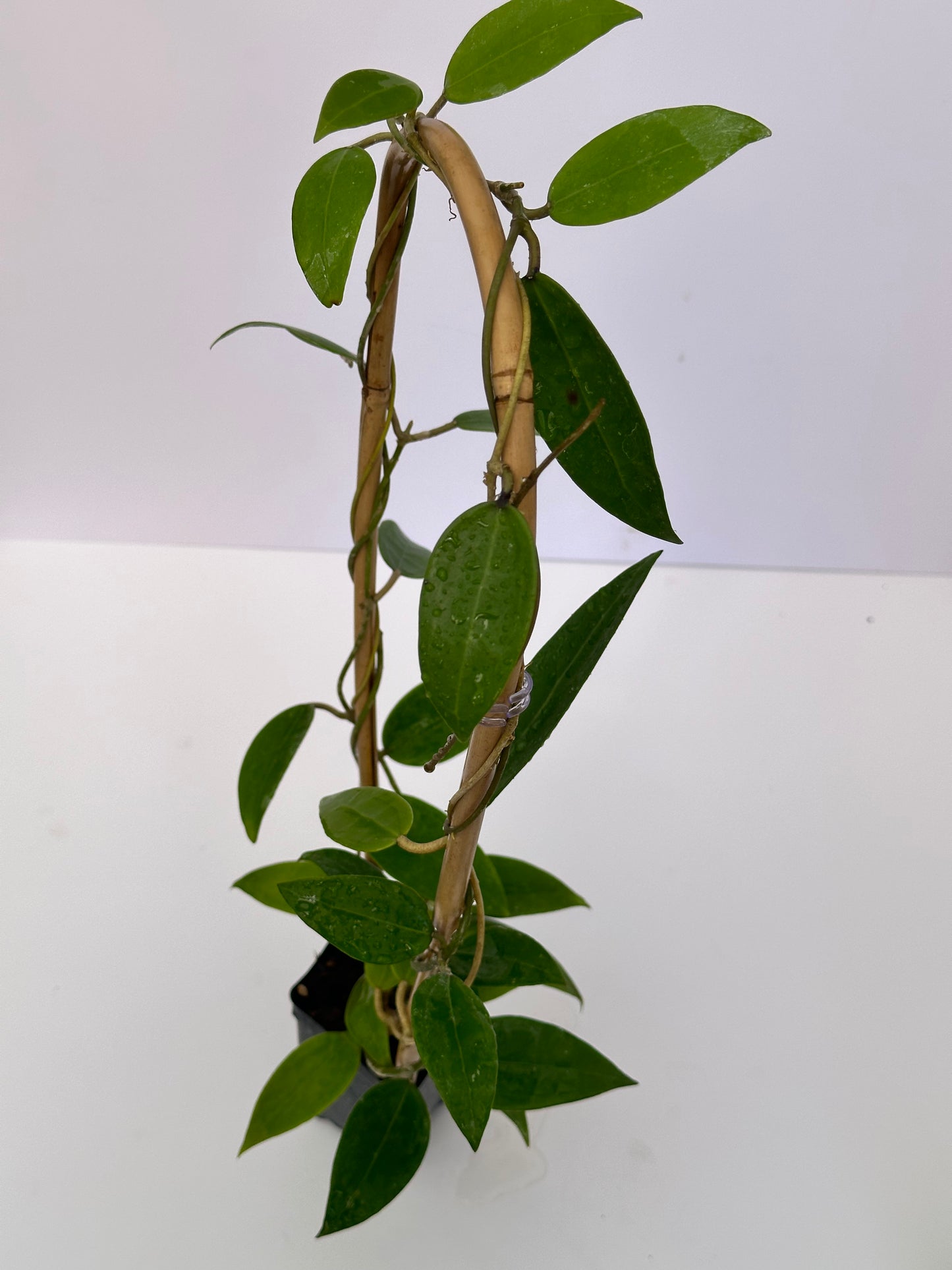 Hoya verticillata NHY 111