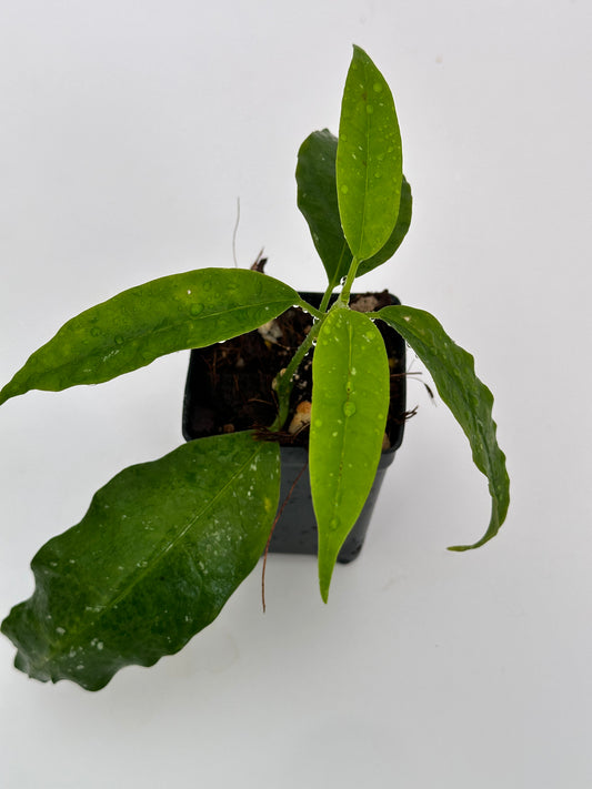Hoya lockii (white)