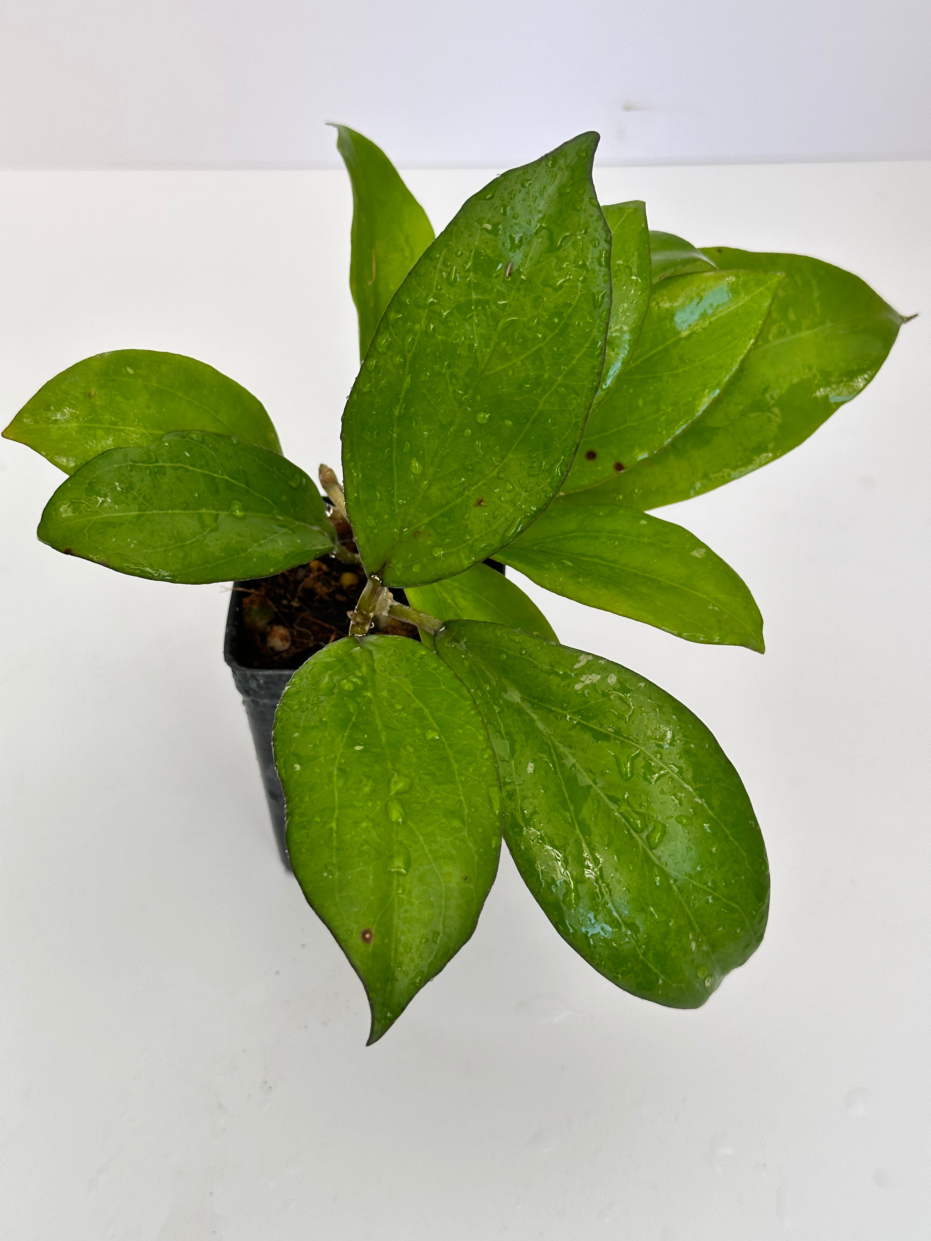 Hoya AH 075 – Nest Tropicals