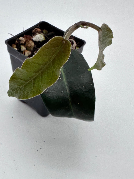 Hoya piestolepis NS 16-002