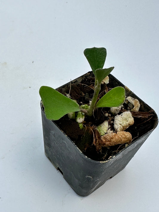 Hoya manipurensis