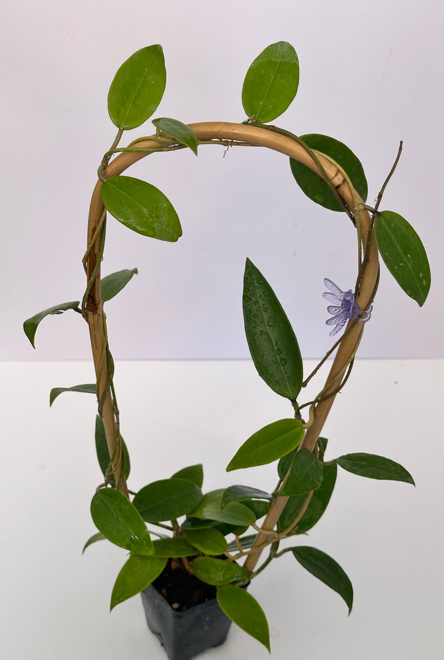 Hoya verticillata NHY 111