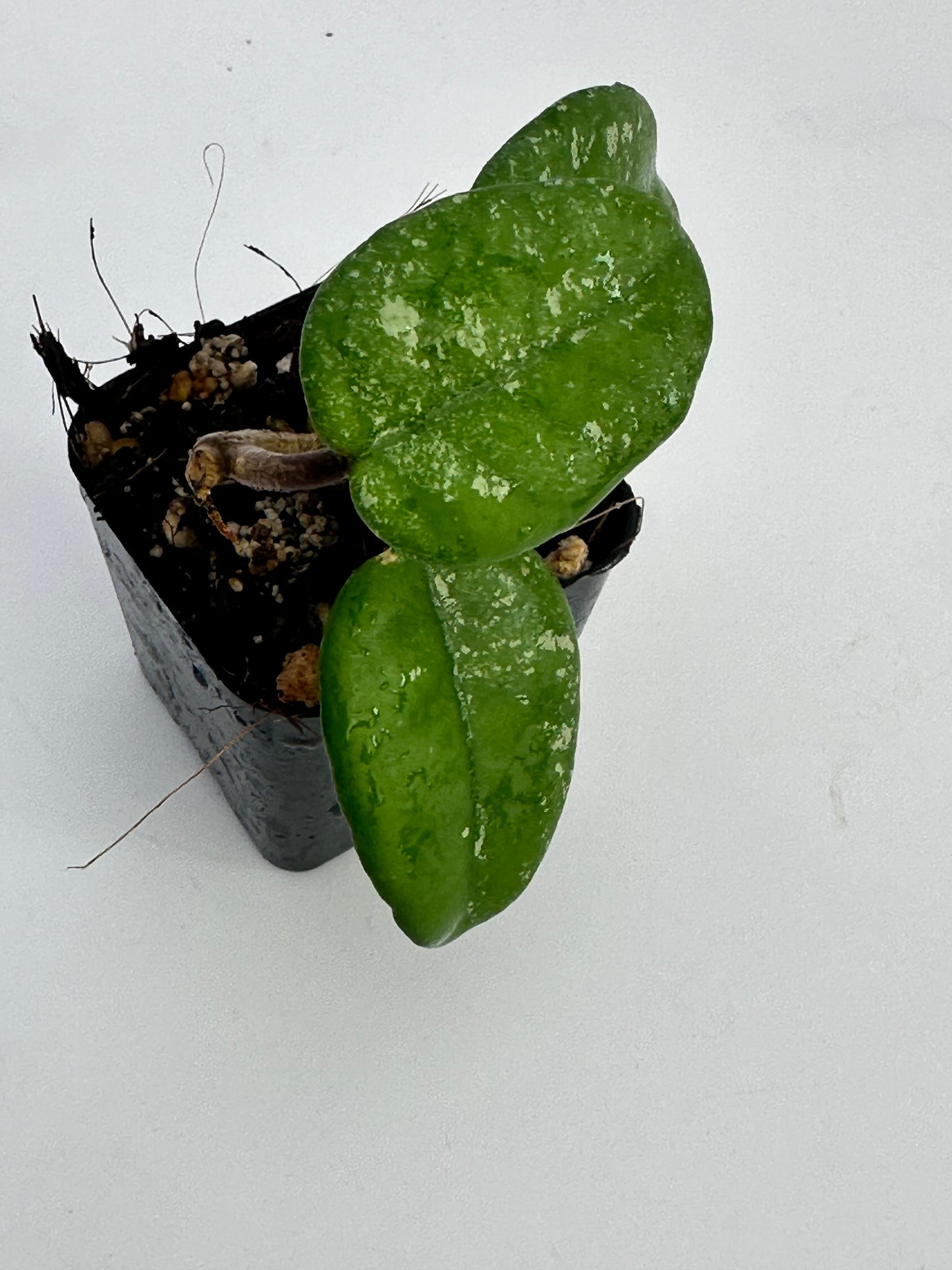 Hoya ´AH Mulan´ (splash)