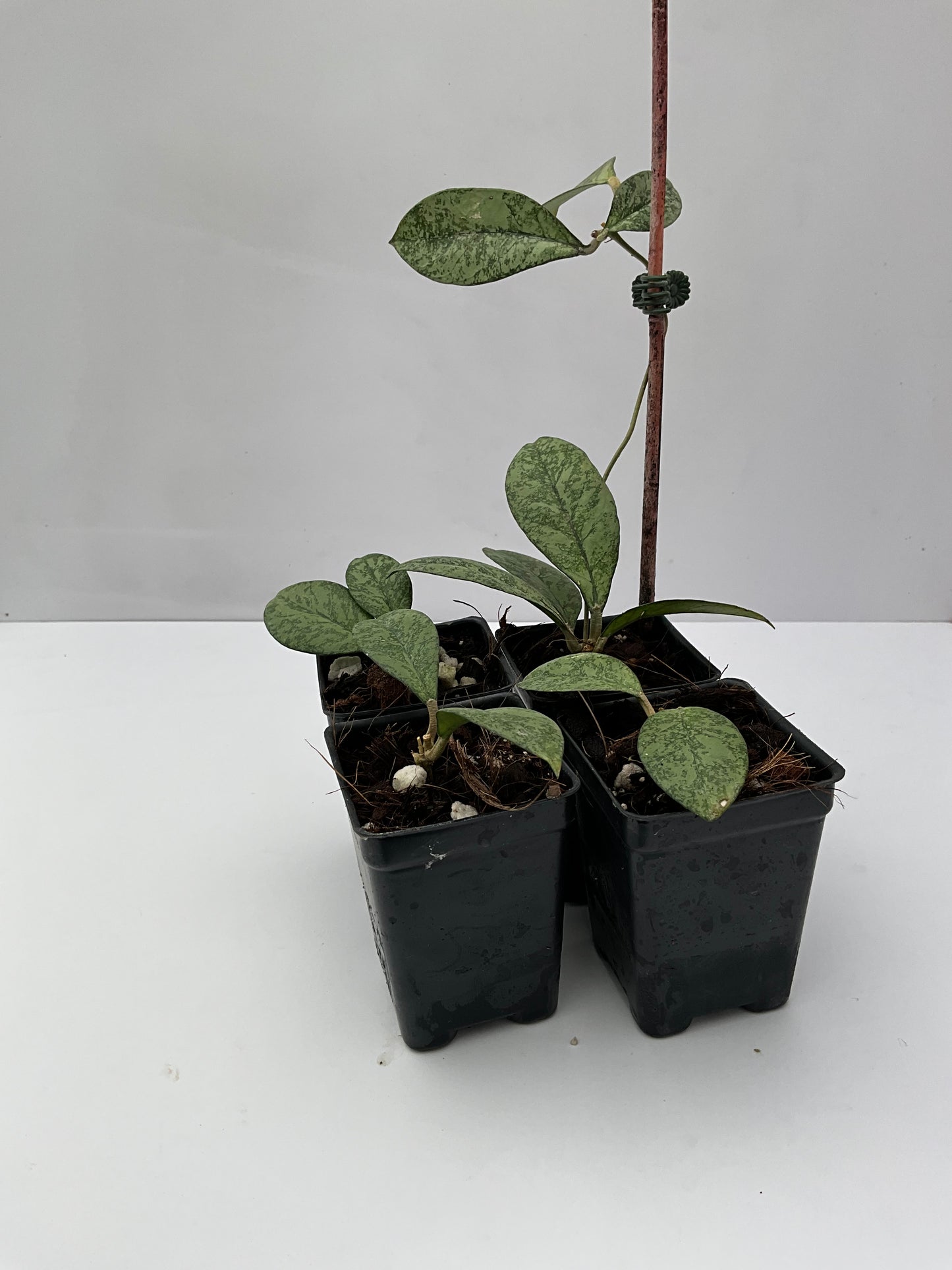Hoya crassipetiolata (silver)