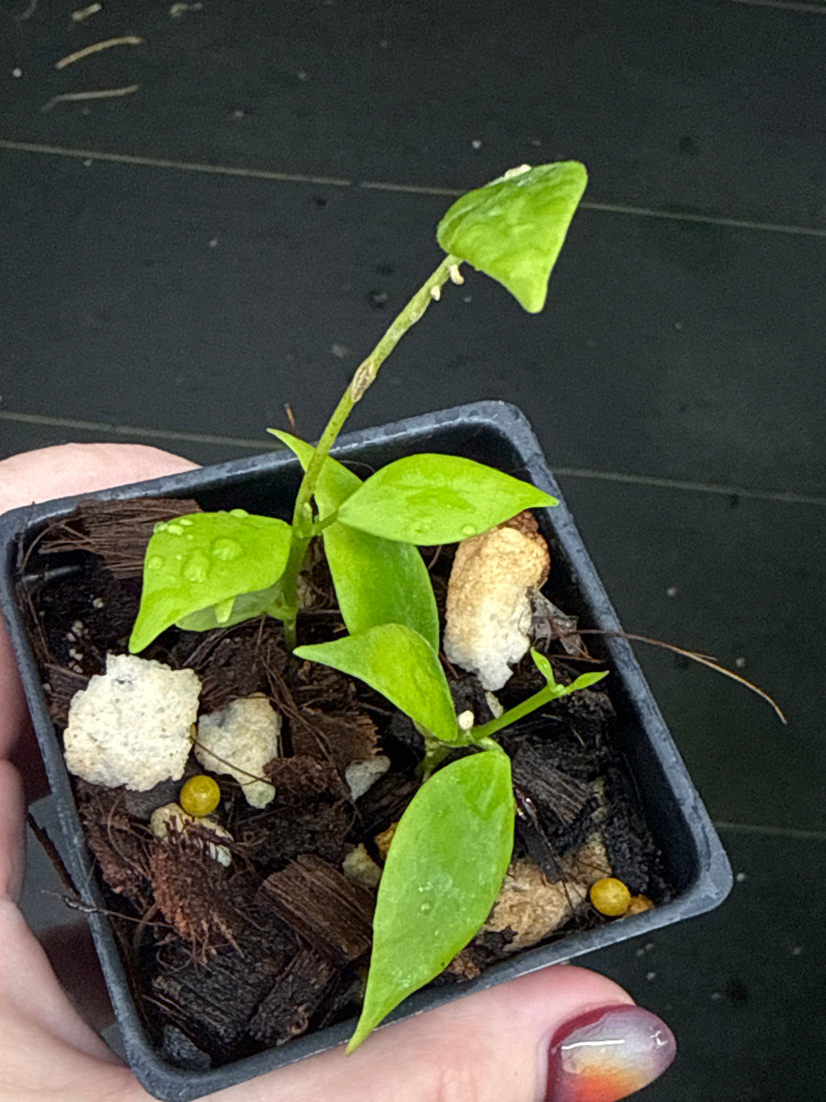 Hoya microstemma NS 11-145