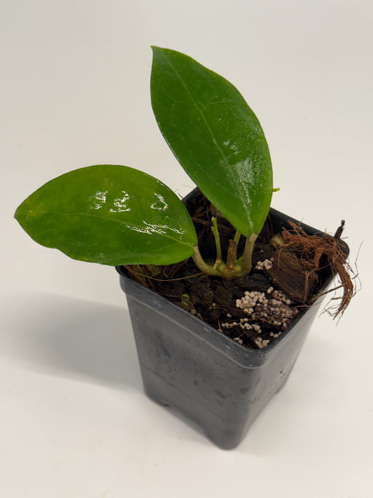 Hoya ‘BenguEllip 01’