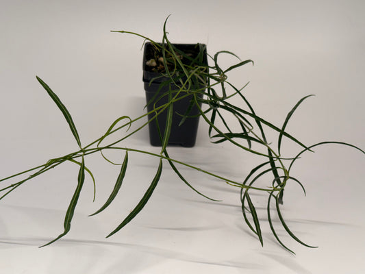 Hoya stenophylla