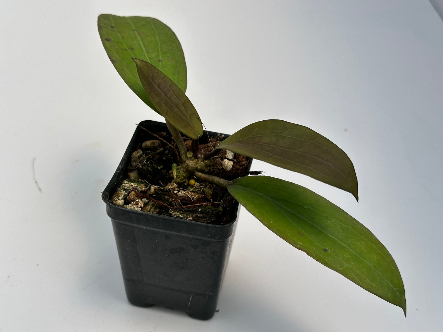Hoya MH 210