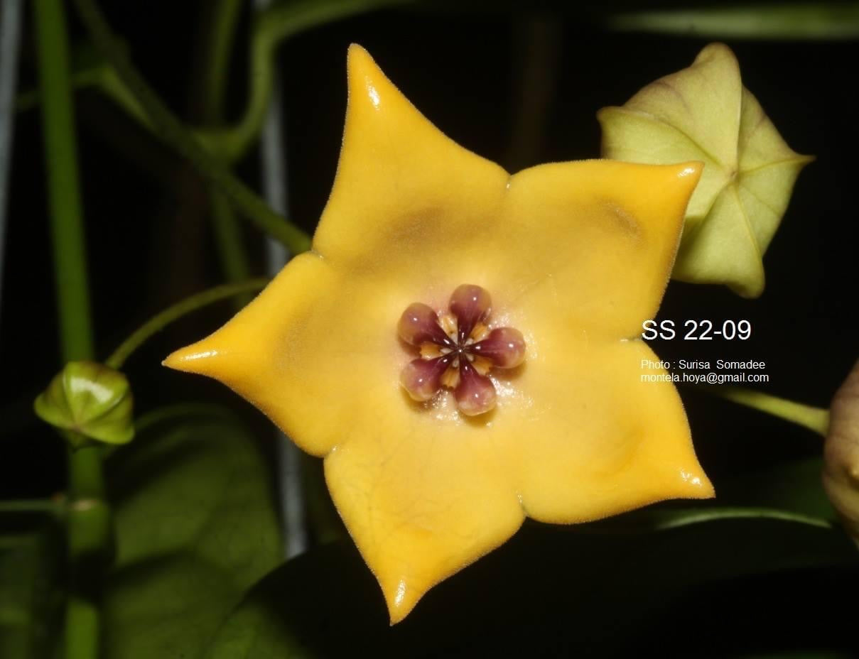 Hoya ‘Carol’ SS 22-09