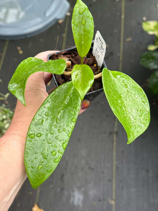 Hoya ‘Dr. IBOK' SMS 034
