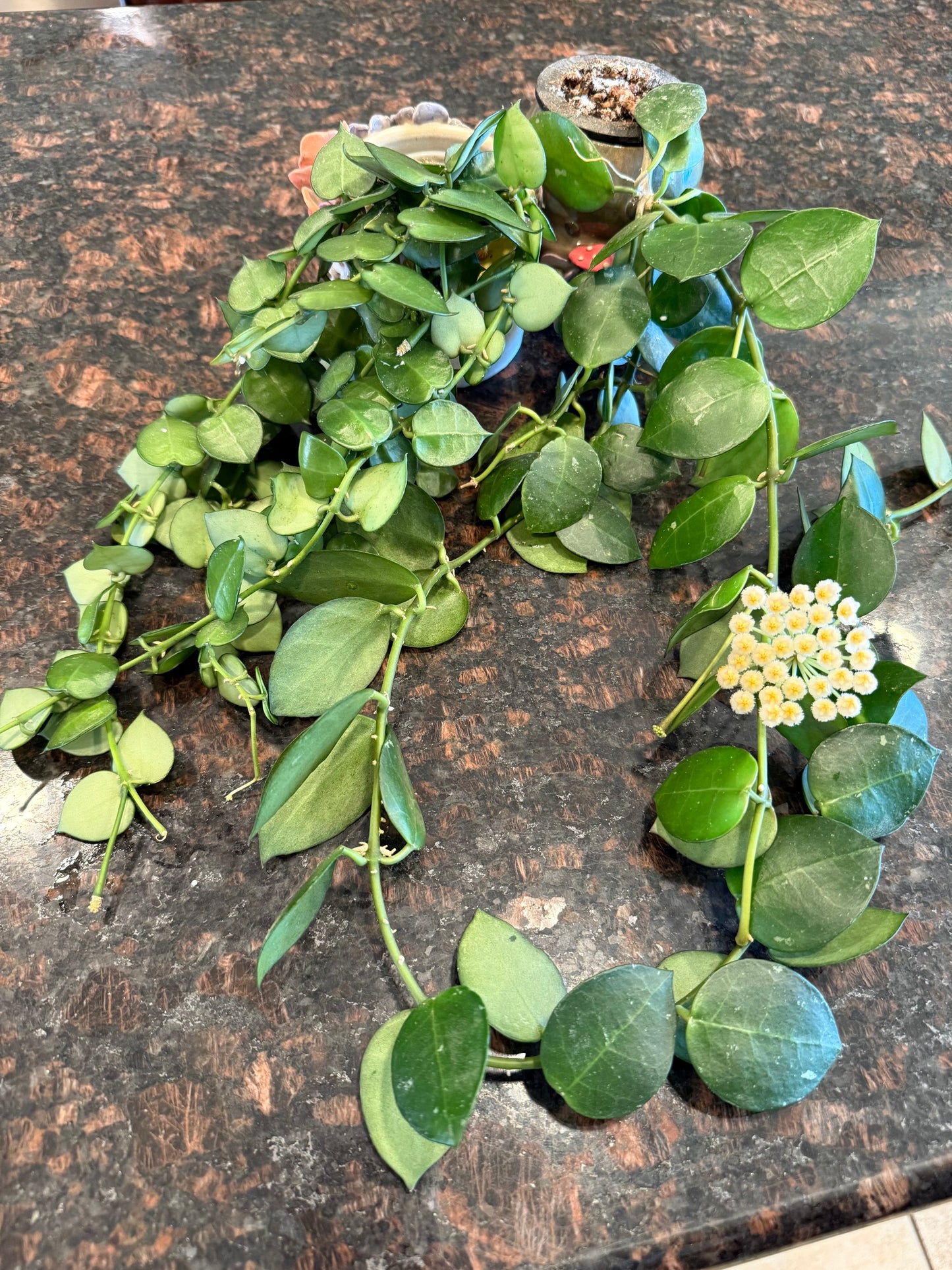 Hoya ‘Chubby Bunny’ RHI 402